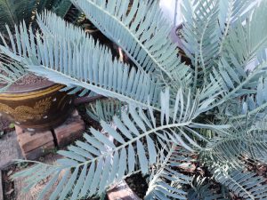 Encephalartos cupidus