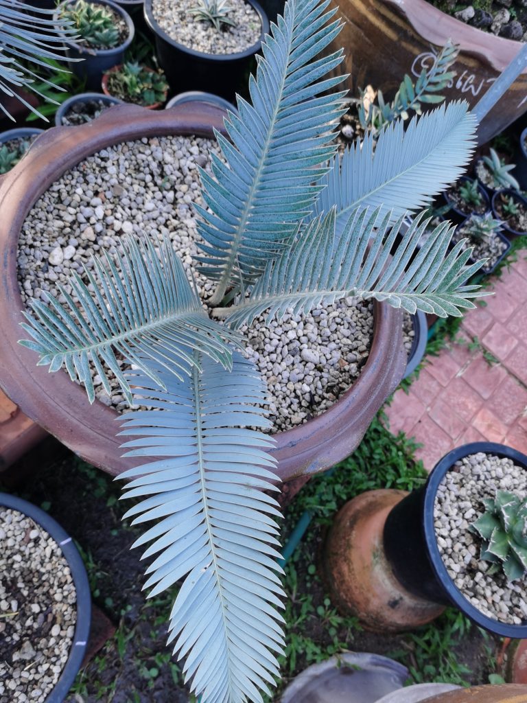 Encephalartos hirsutus