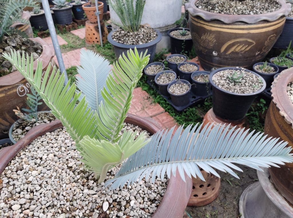 Encephalartos hirsutus