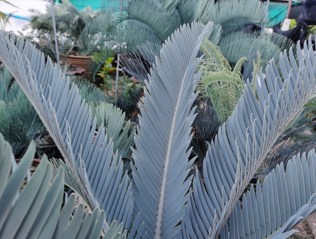 Encephalartos hirsutus