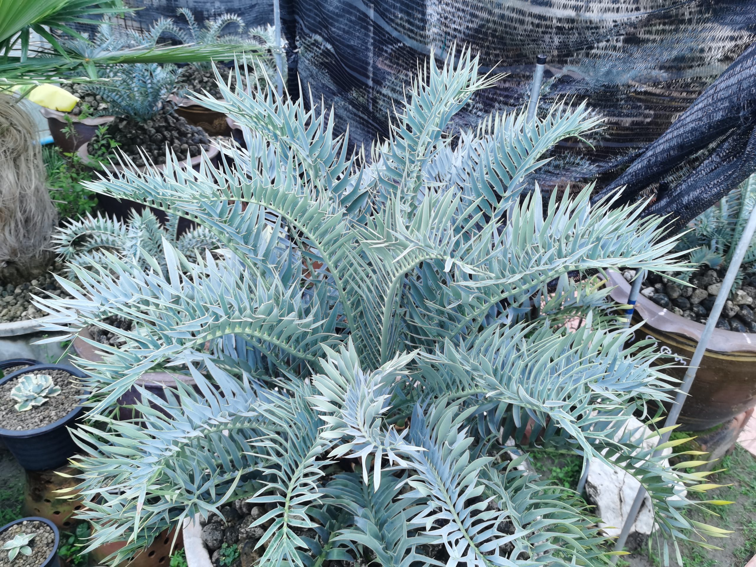 Encephalartos trispinosus