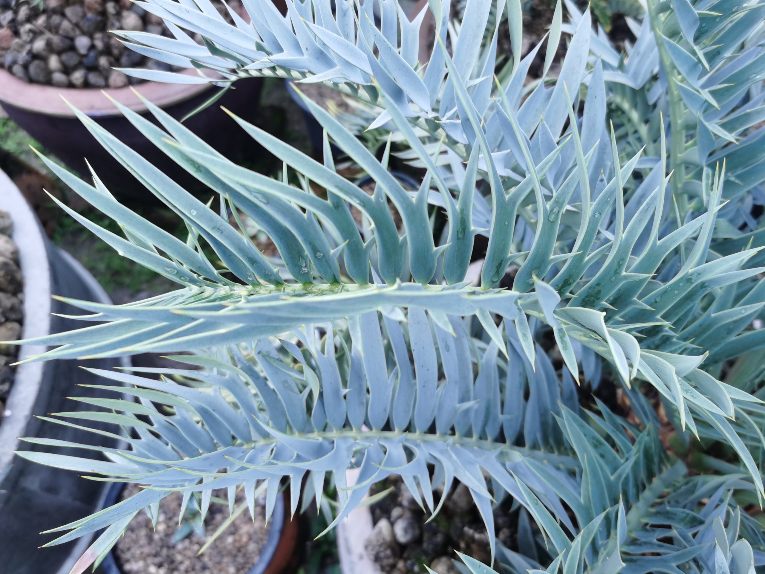 Encephalartos trispinosus