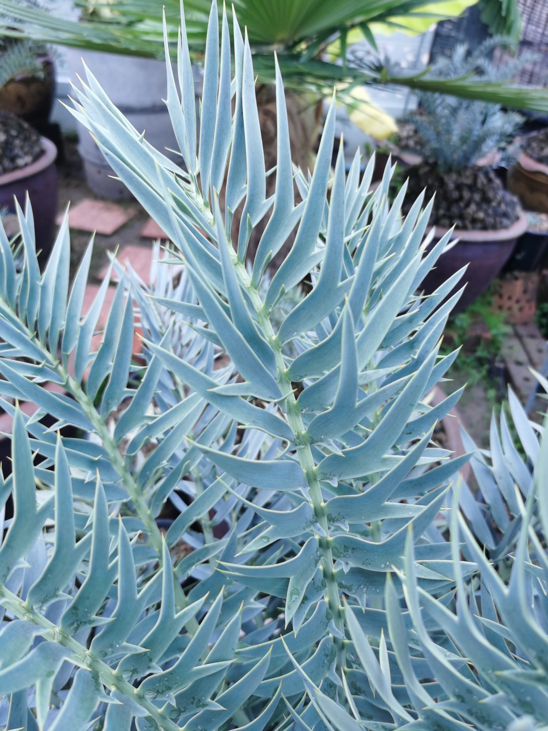 Encephalartos trispinosus