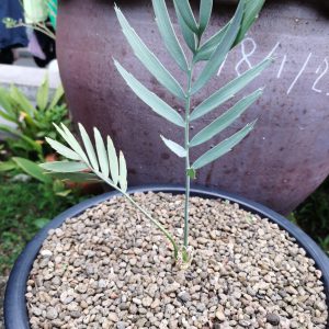 Encephalartos middelburgensis