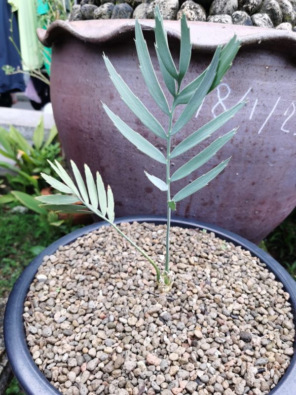 Encephalartos middelburgensis