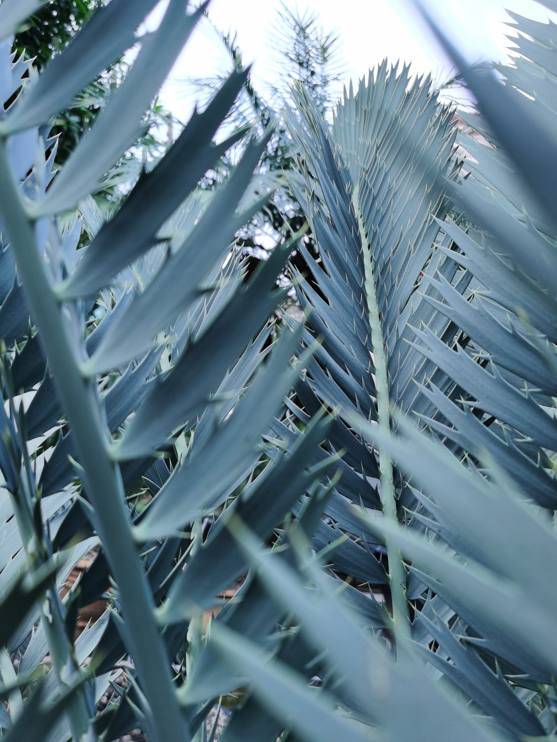 encephalartos nubimontanus robusta