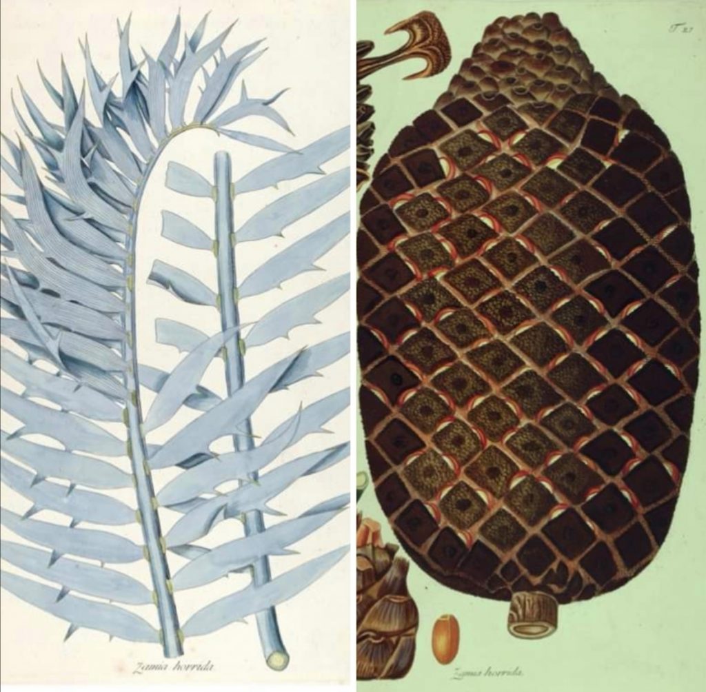 Encephalartos horridus