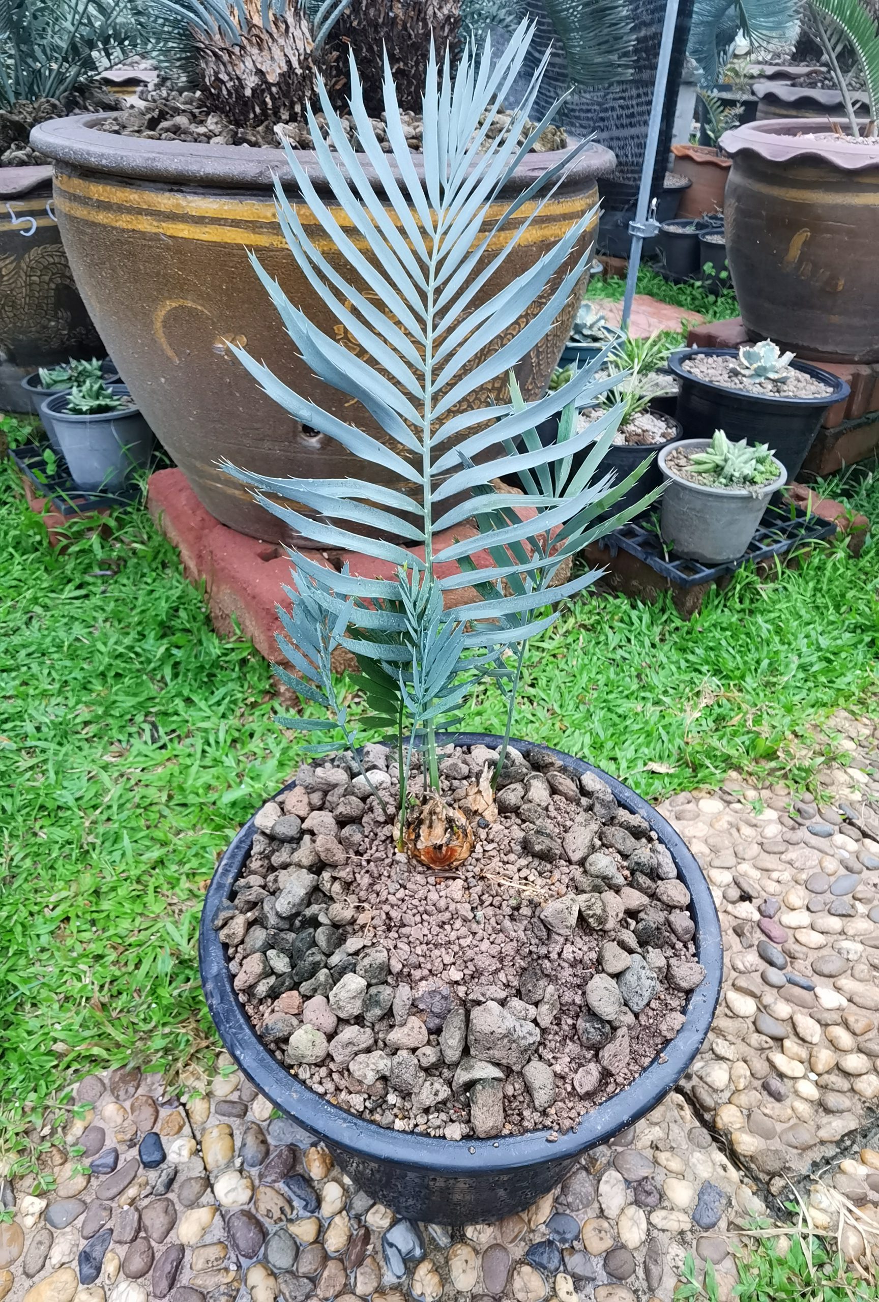 Encephalartos dyerianus