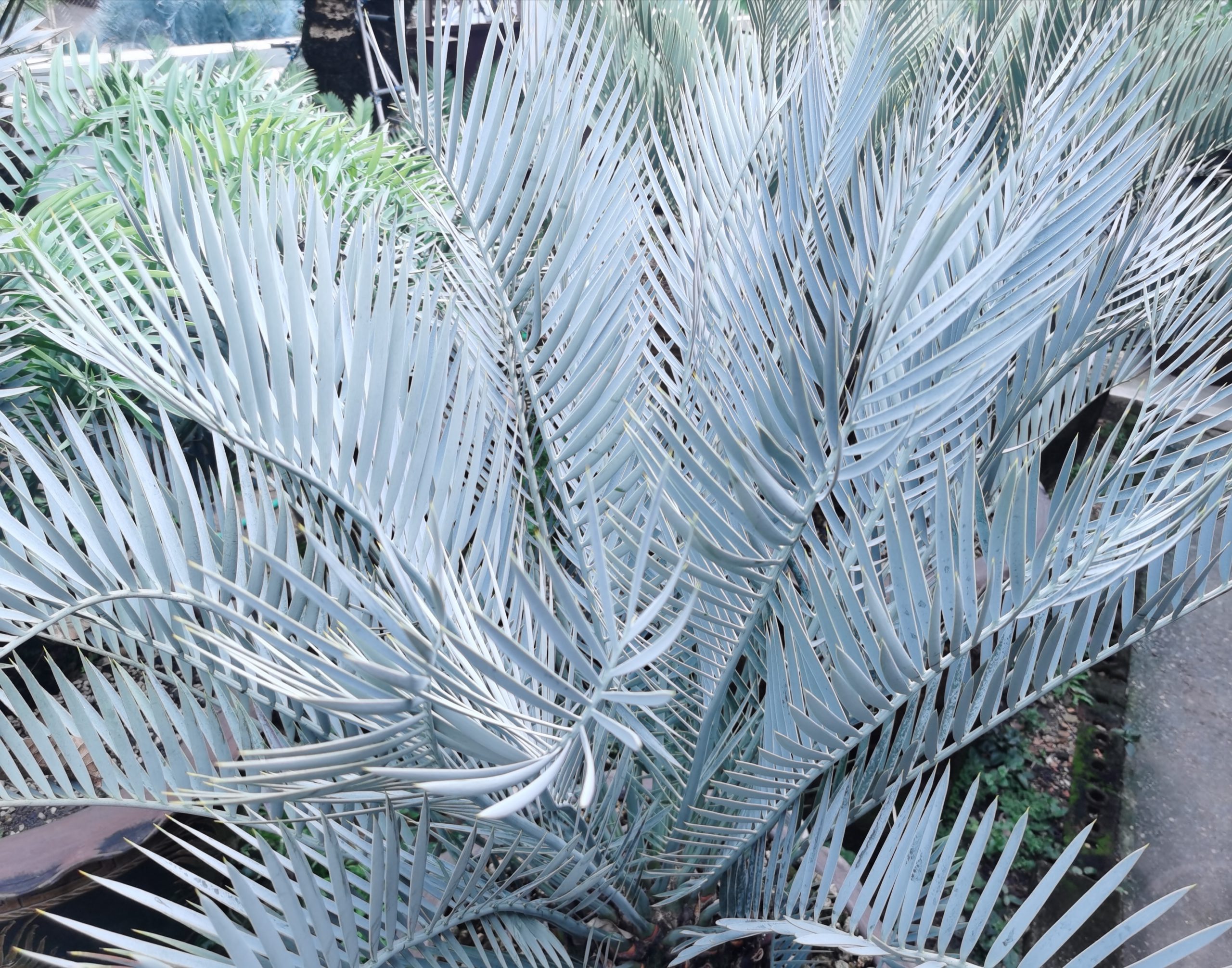 Encephalartos lehmannii