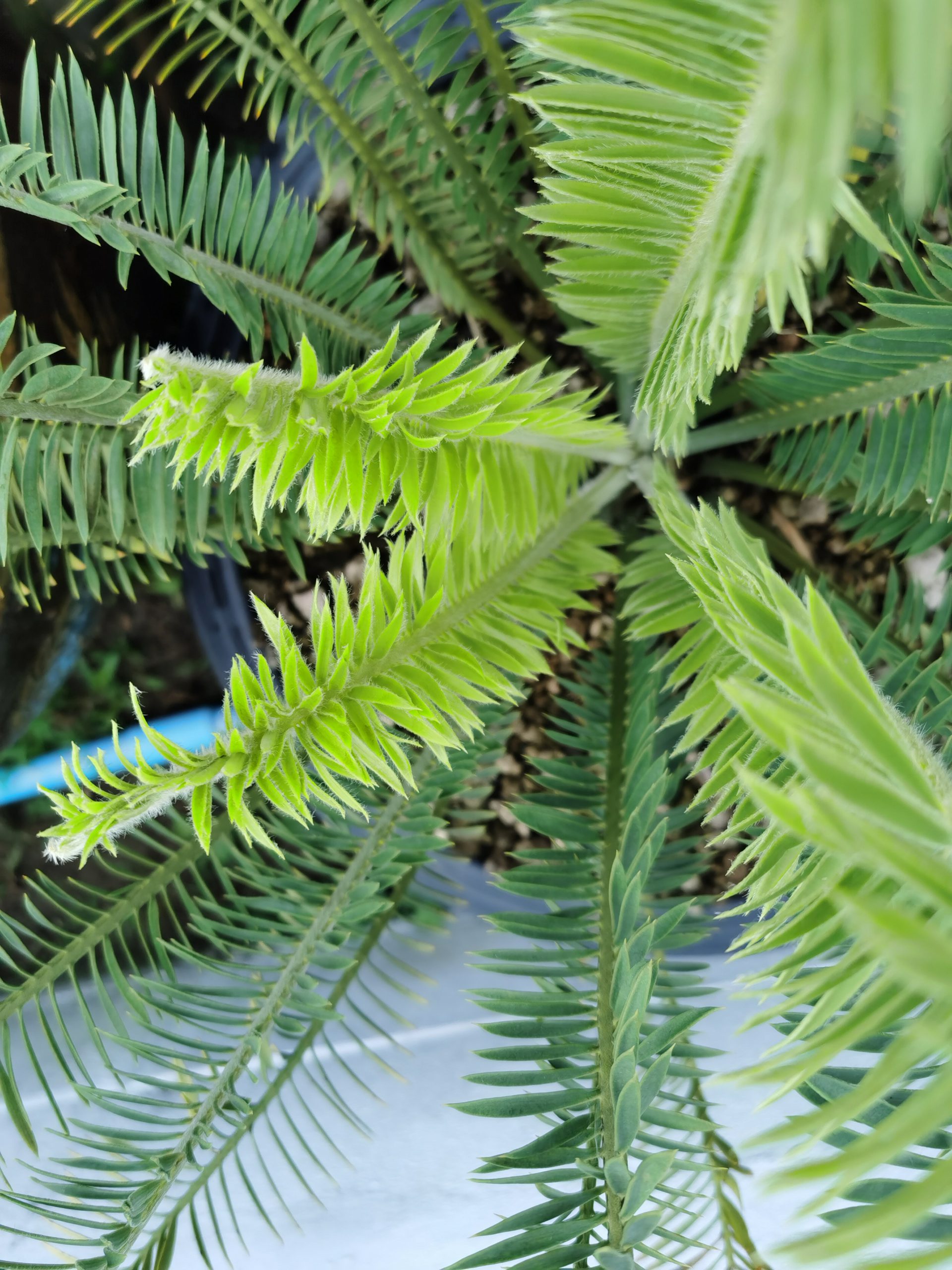 Encephalartos caffer