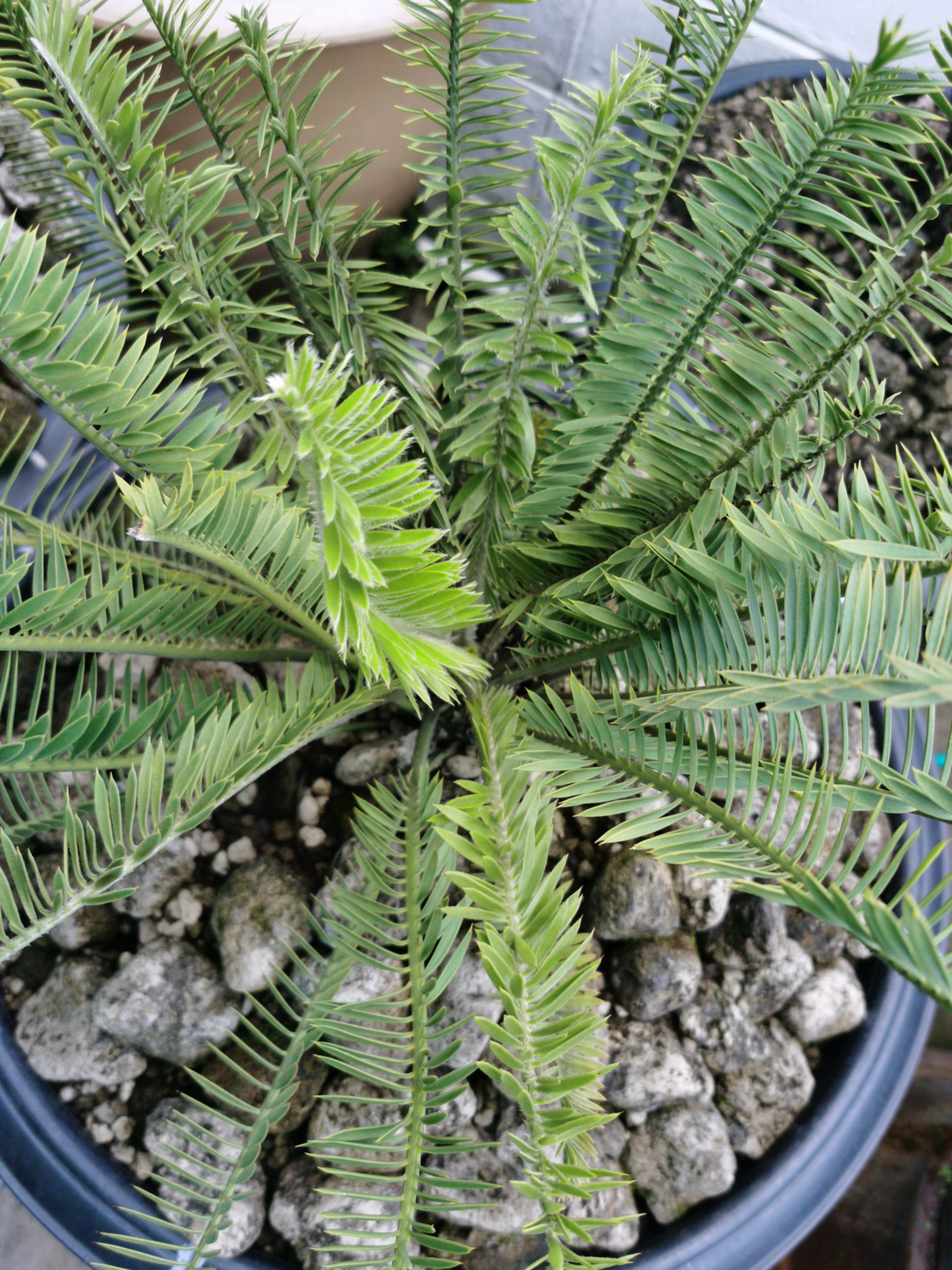 Encephalartos caffer