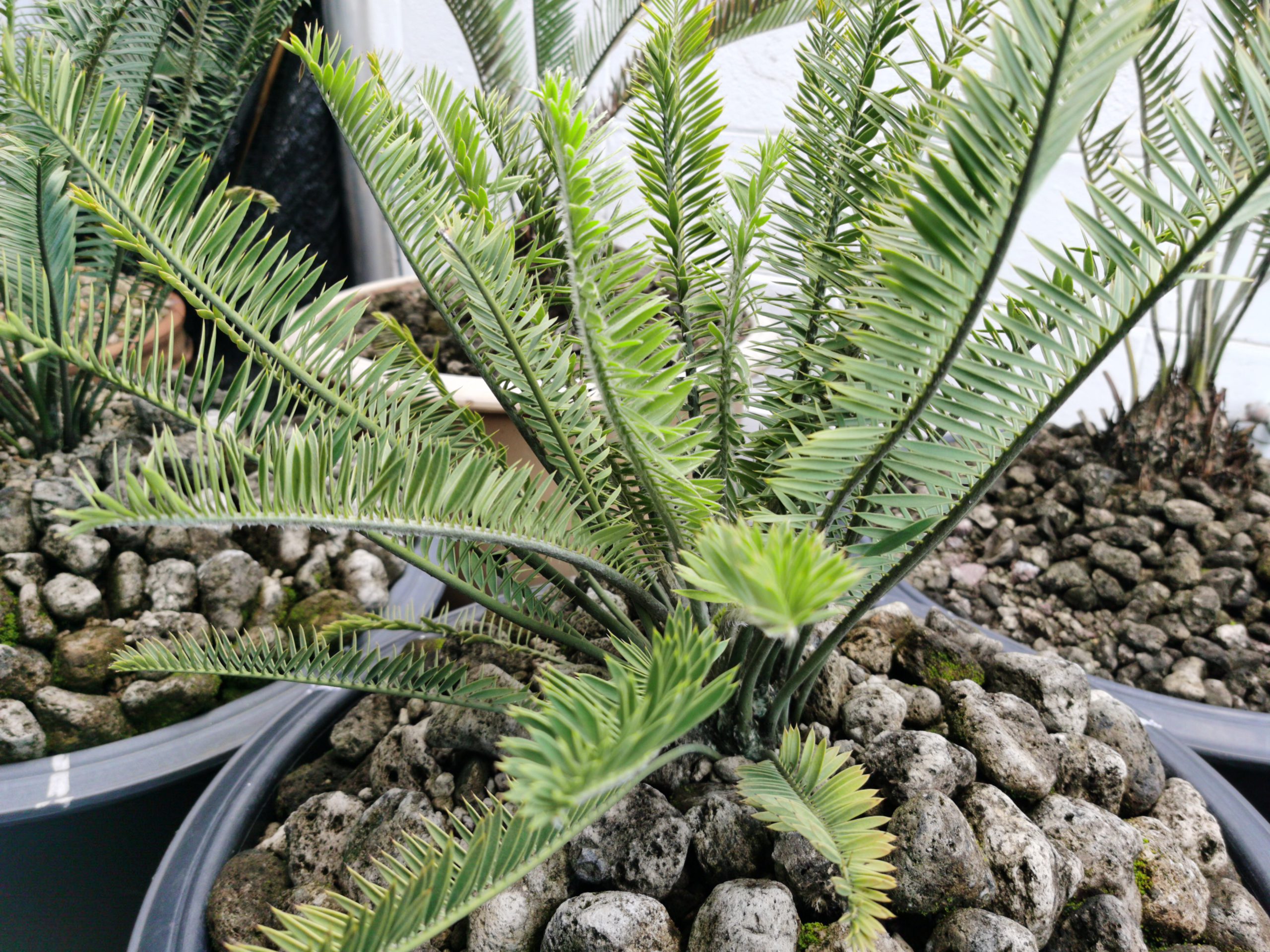 Encephalartos caffer