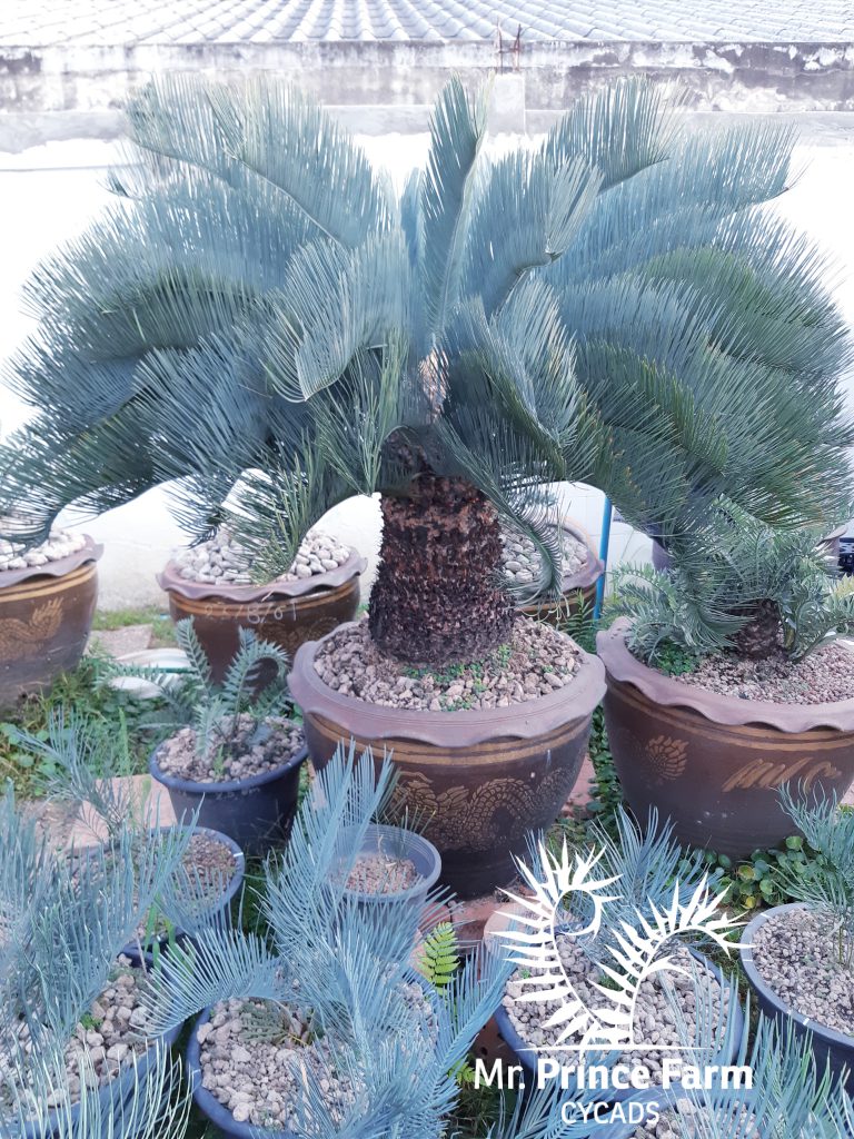 cycas cairnsiana