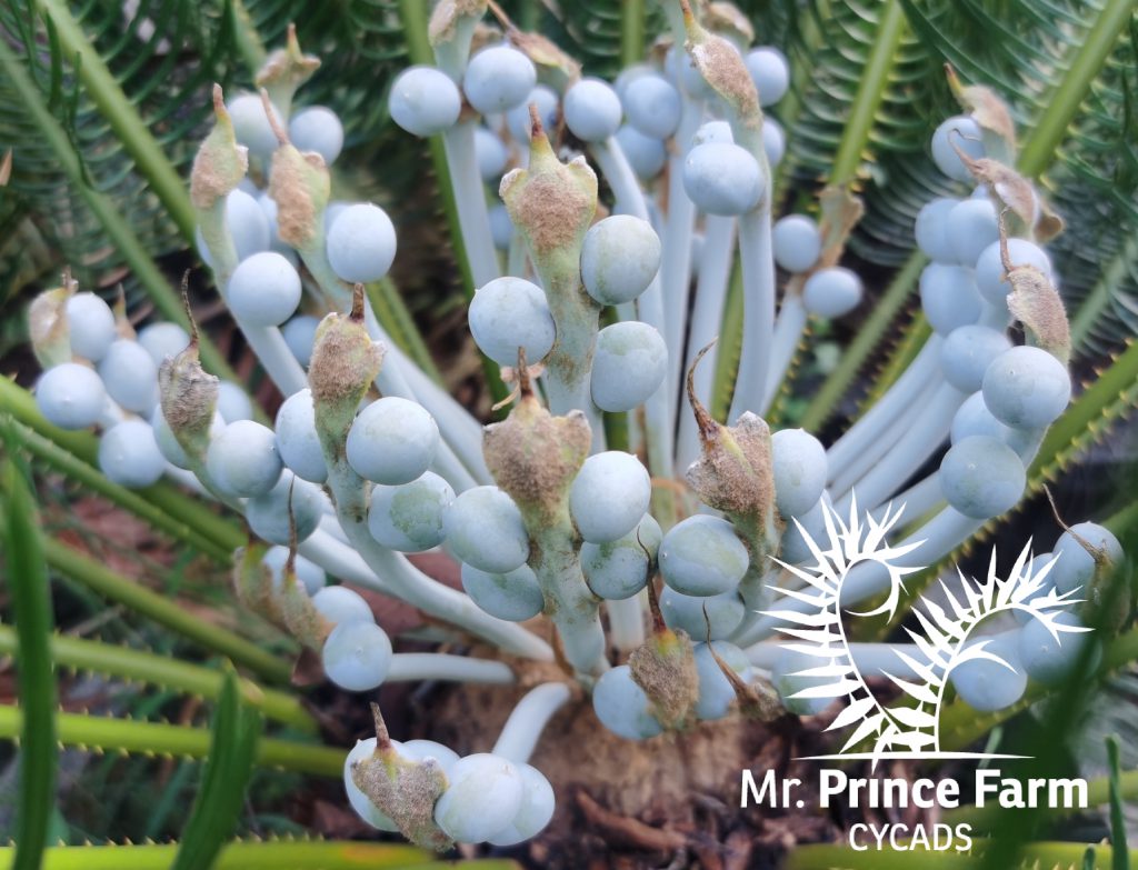 cycas cairnsiana