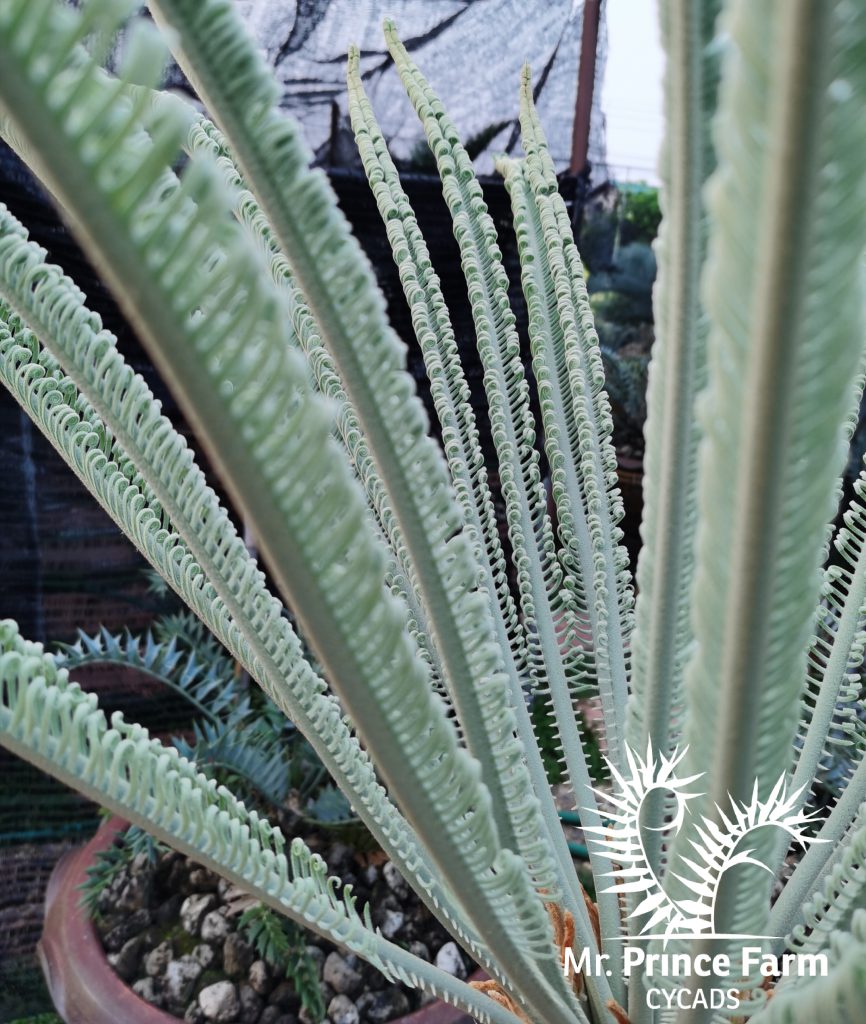 cycas cairnsiana