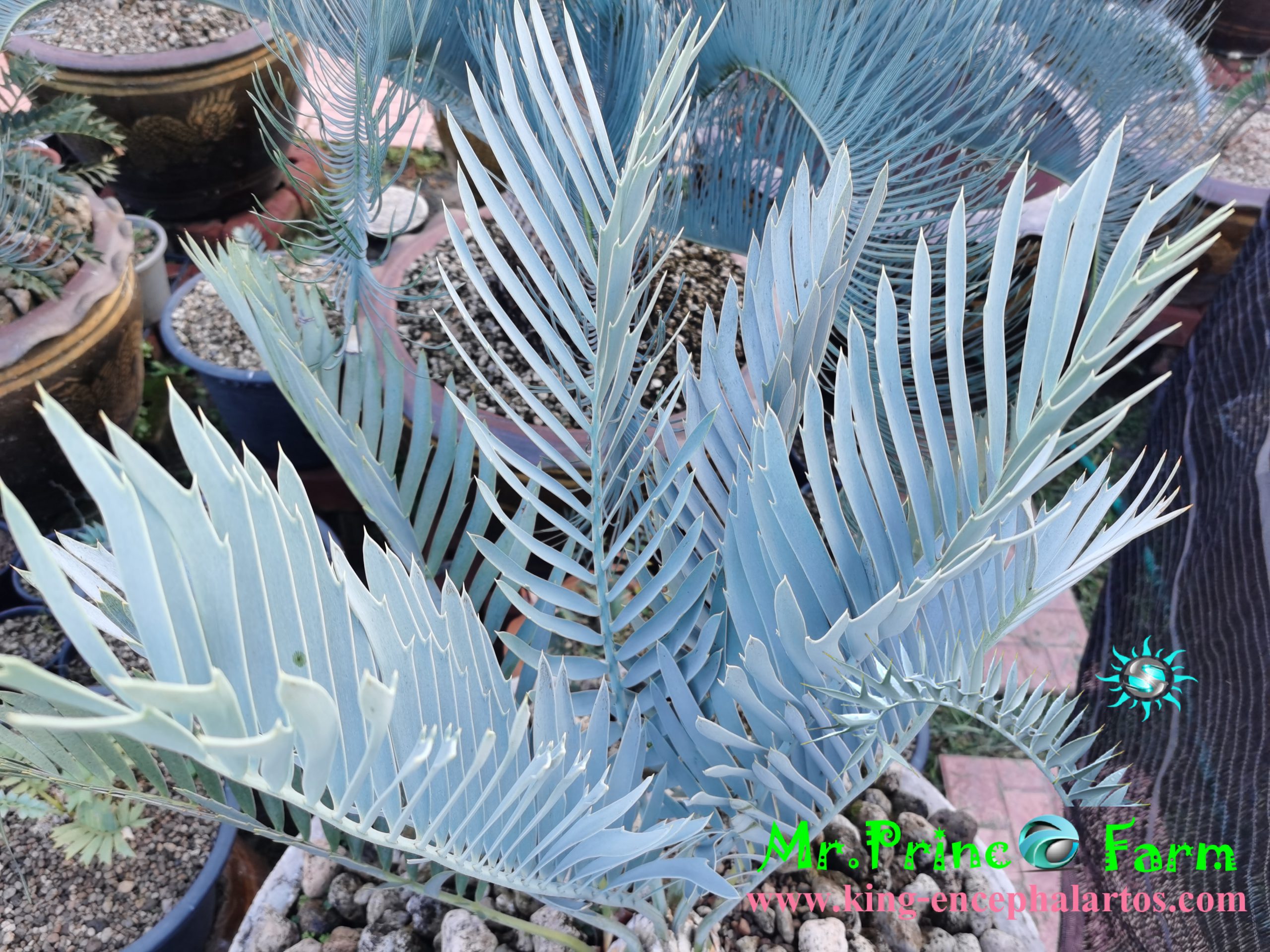 encephalartos middelburgensis