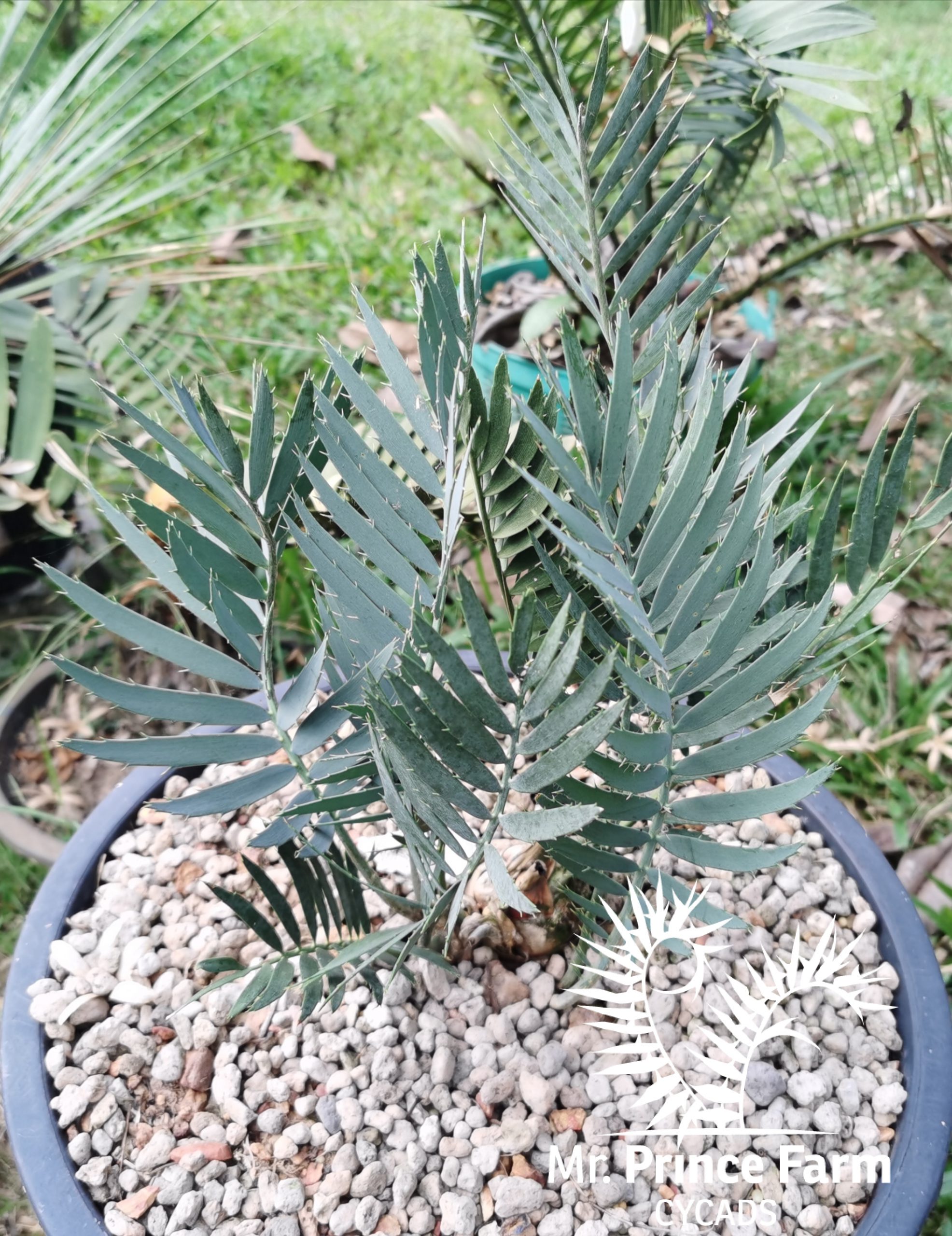 encephalartos dyerianus