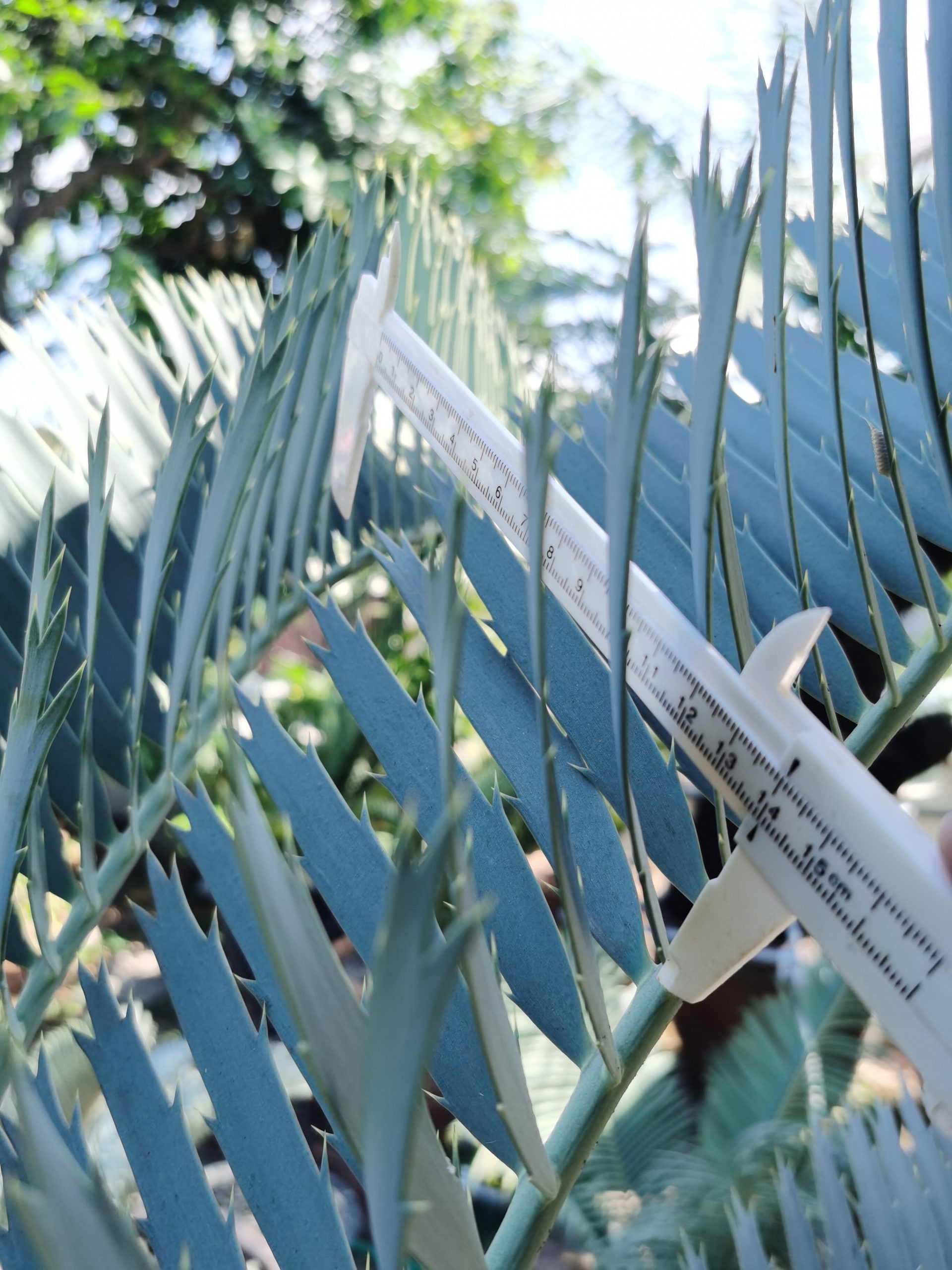 Encephalartos nubimontanus robusta(Original or Purebred)