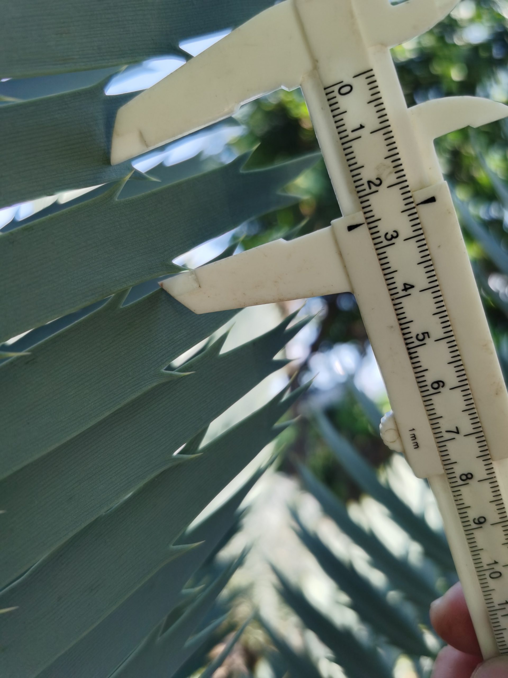 Encephalartos nubimontanus robusta