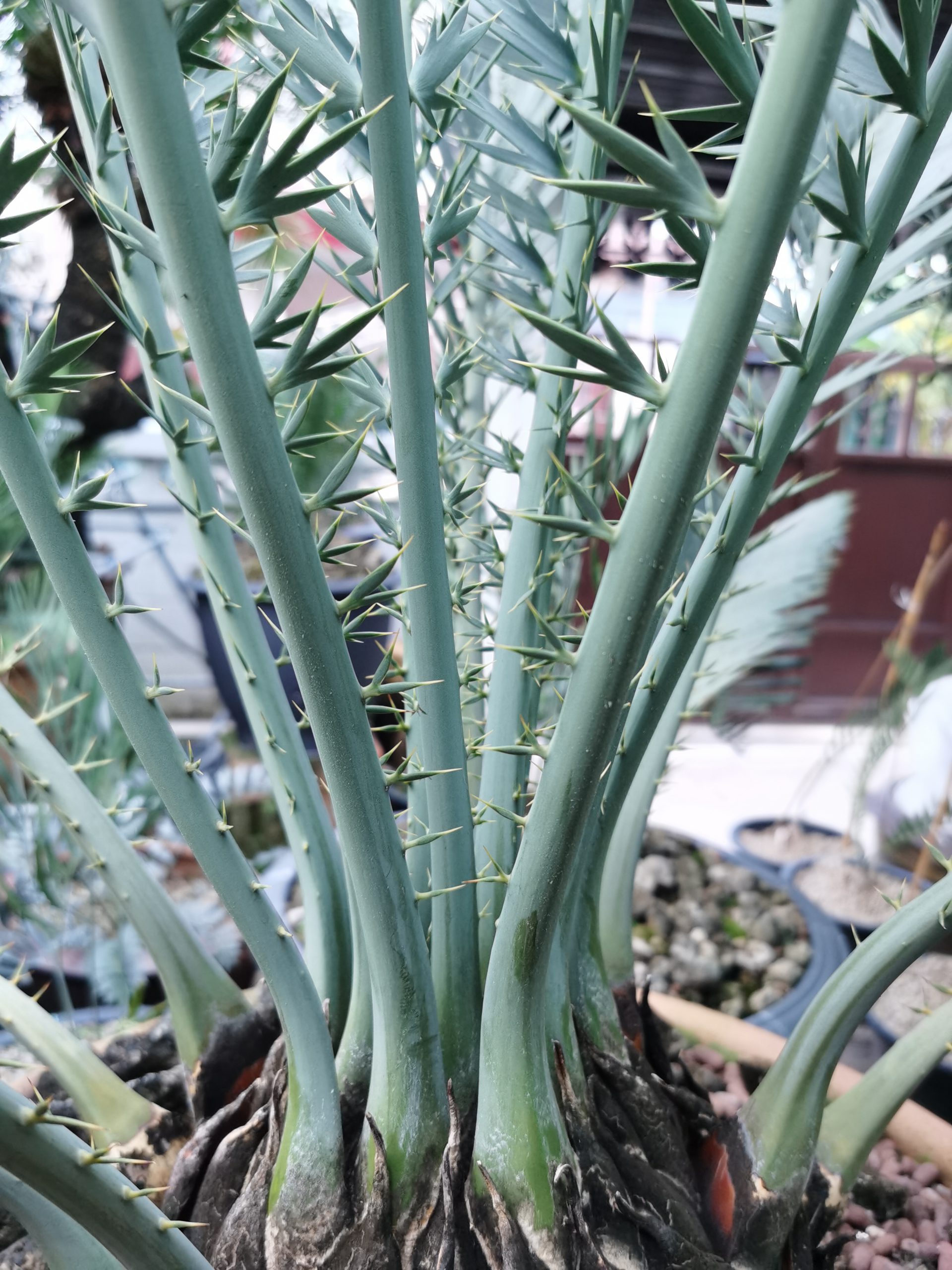 Encephalartos nubimontanus robusta(Original or Purebred)