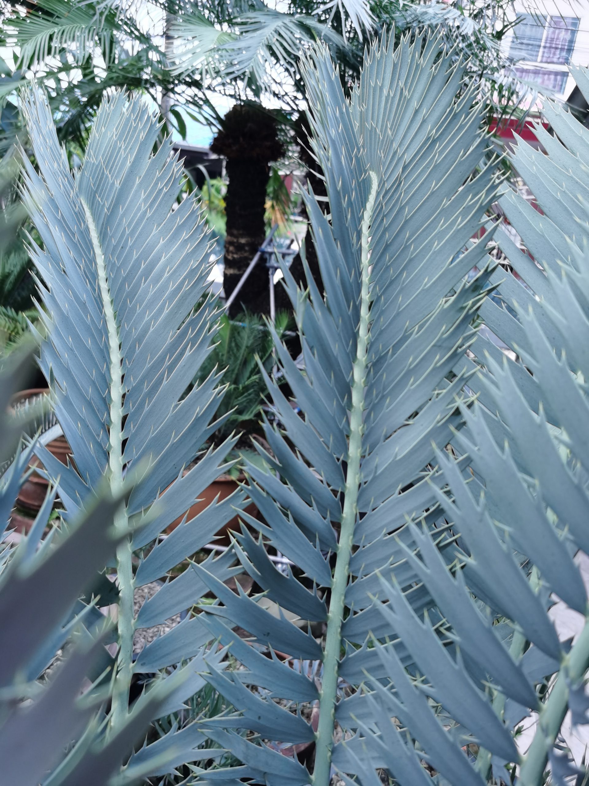 Encephalartos nubimontanus robusta(originalor Purebred)