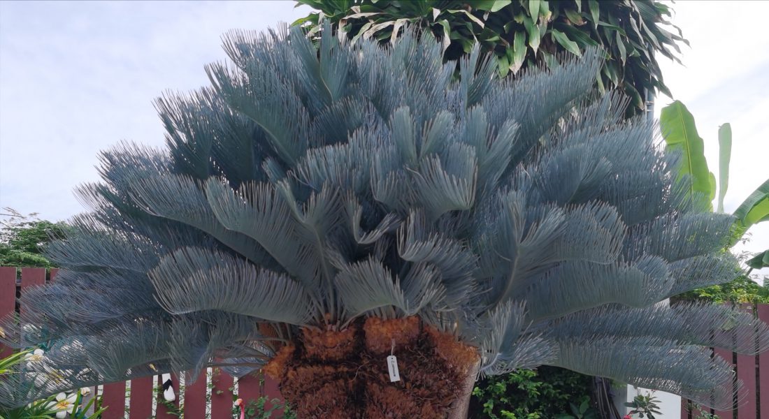 Cycas cairnsiana