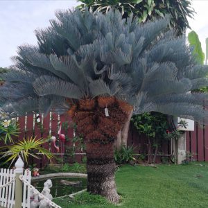 cycas cairnsiana