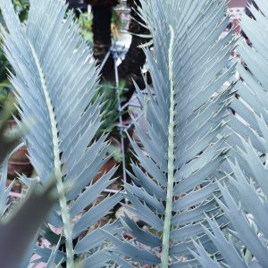 Encephalartos nubimontanus