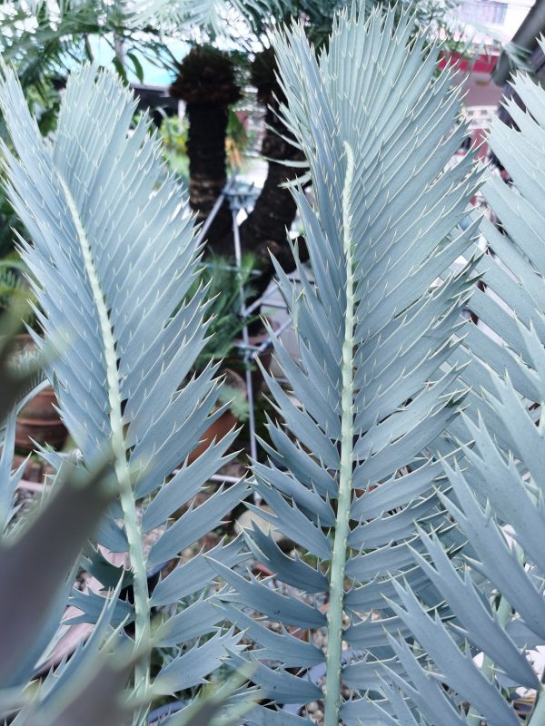 Encephalartos nubimontanus robusta form