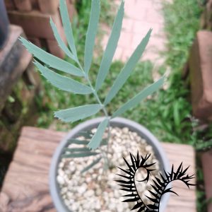 Encephalartos nubiomontanus