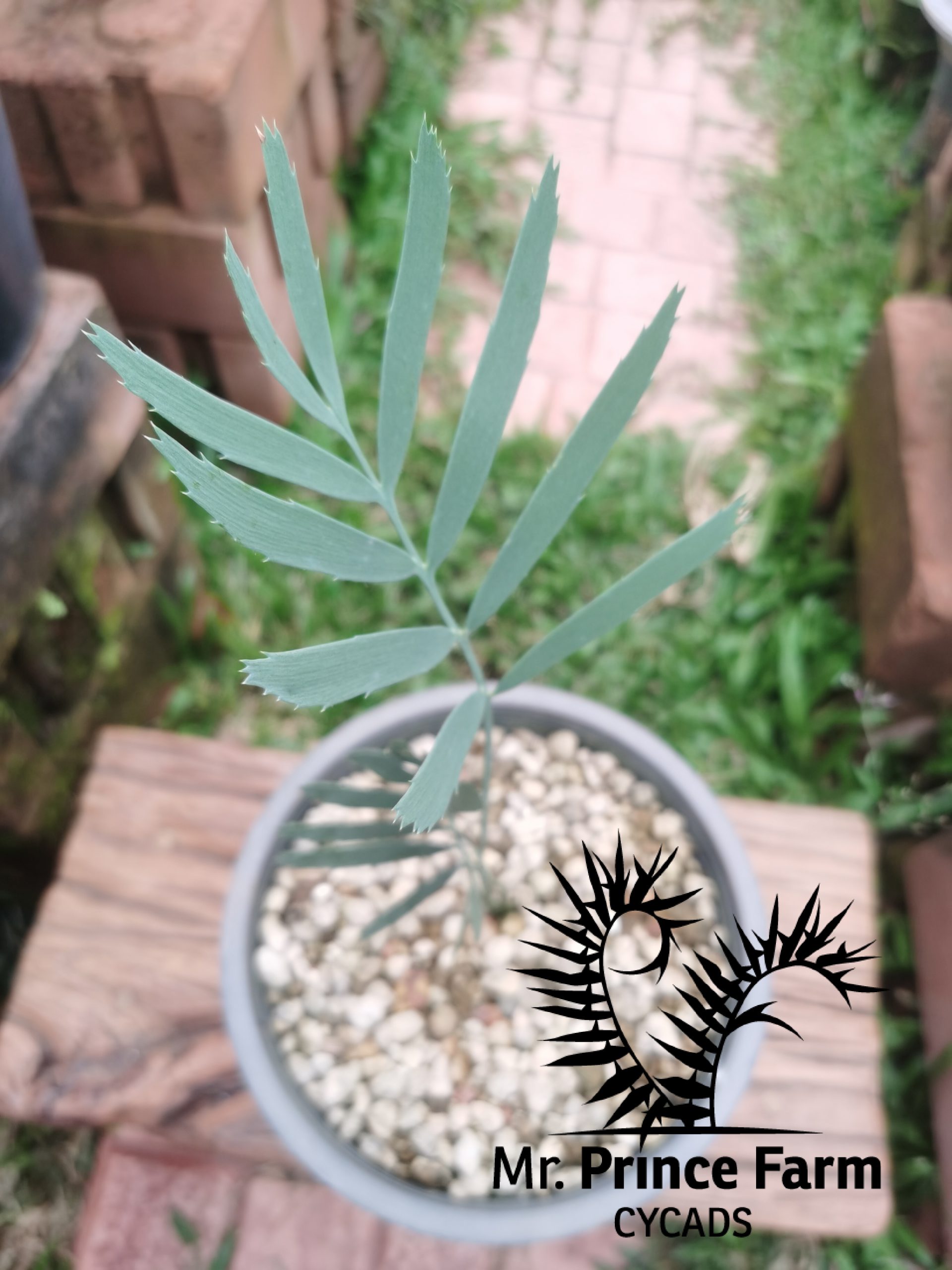 Encephalartos nubiomontanus