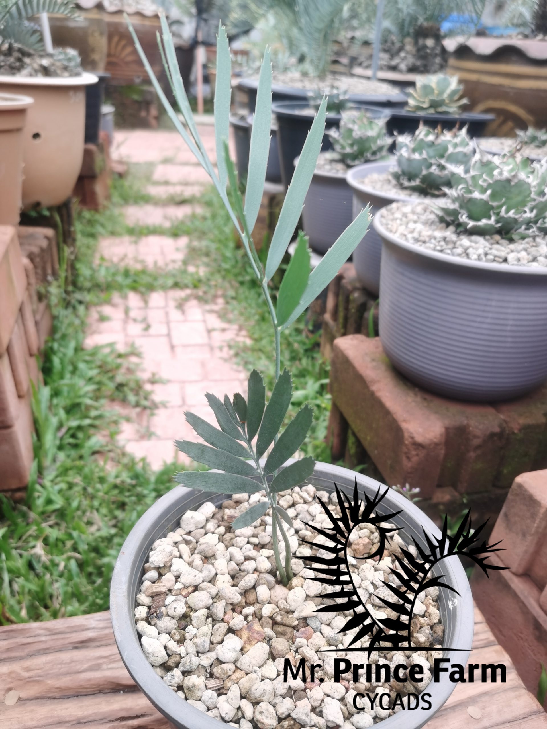 Encephalartos nubimontanus