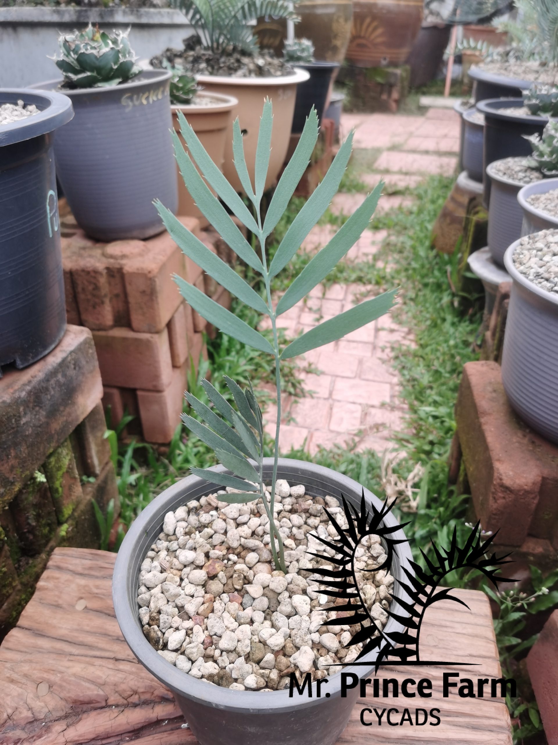 Encephalartos nubimontanus