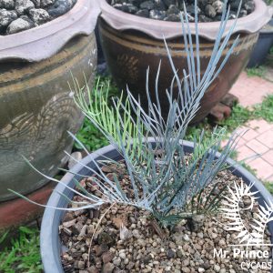 Cycas cairnsiana