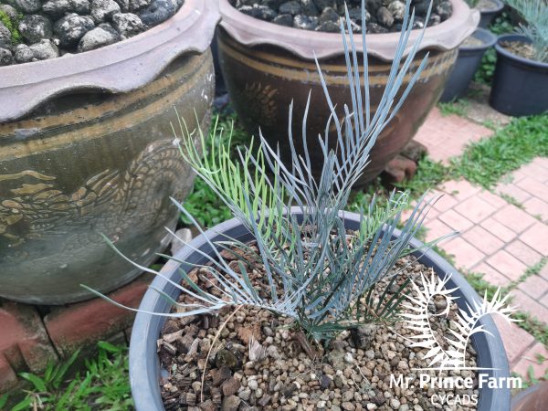 Cycas cairnsiana