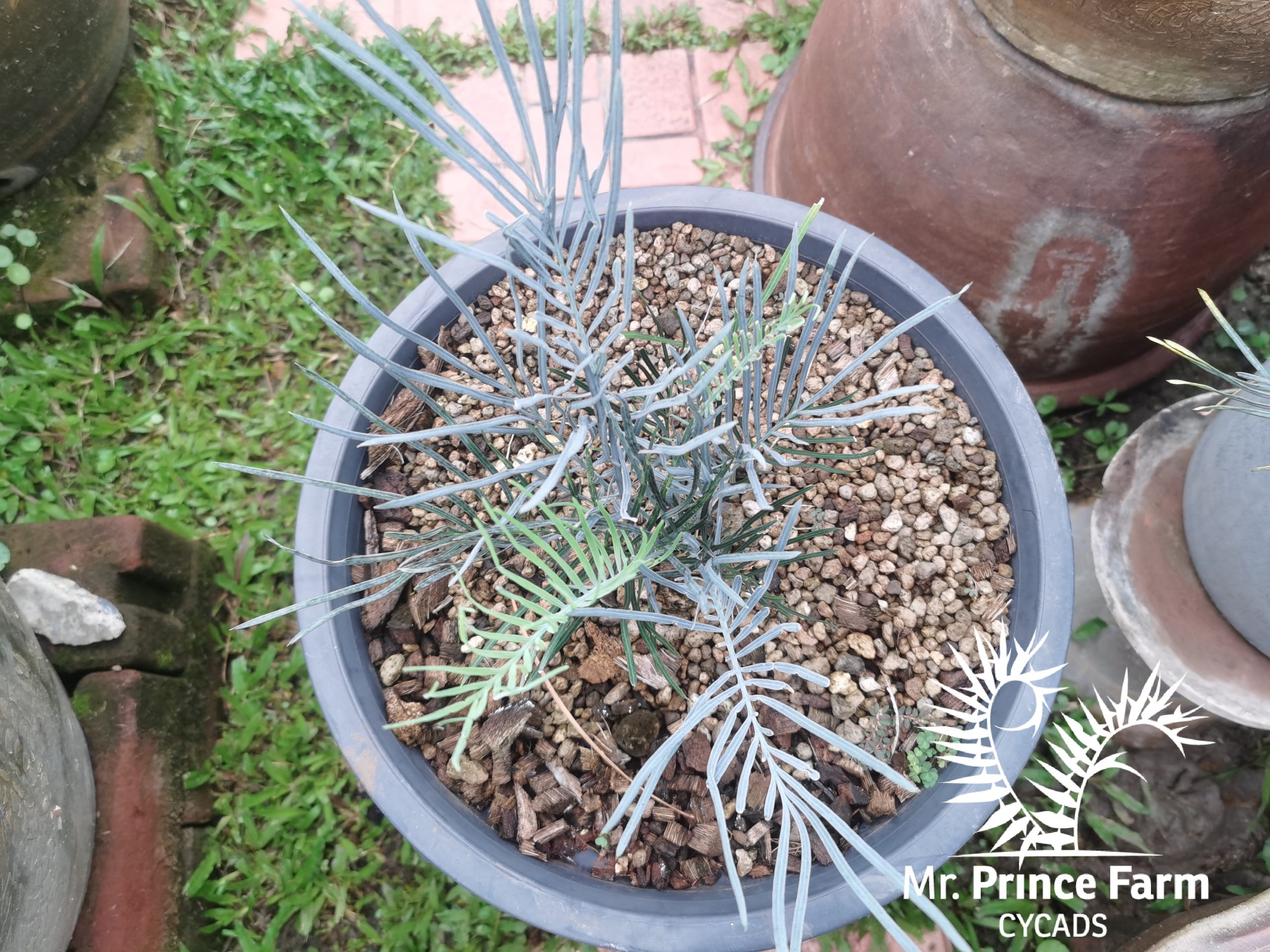 Cycas cairnsiana