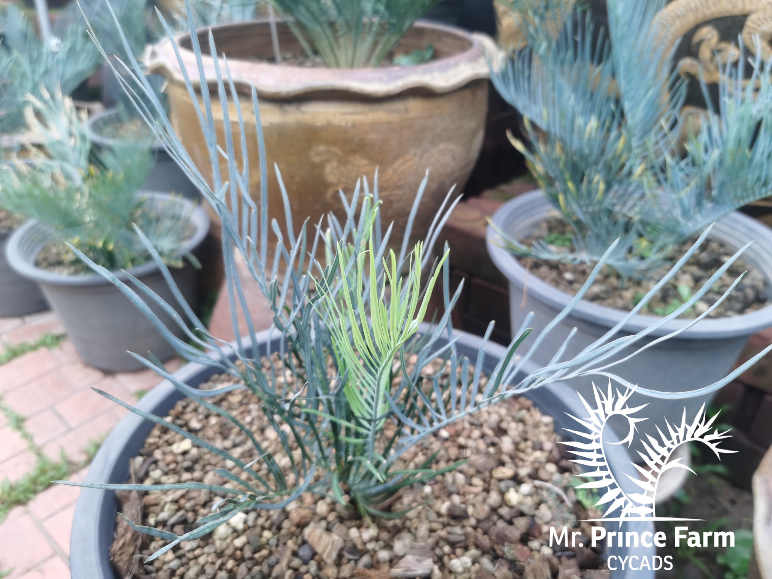 Cycas cairnsiana