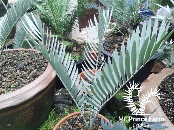 Encephalartos middelburgensis