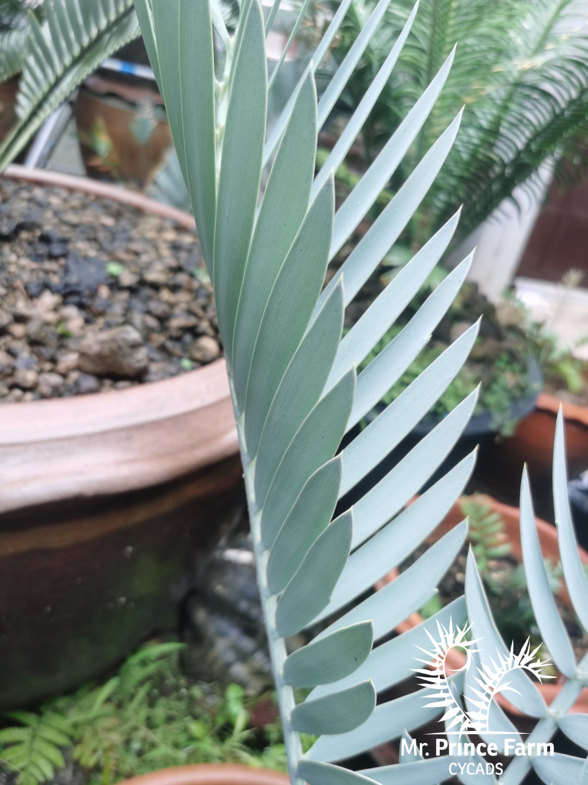 Encephalartos middelburgensis