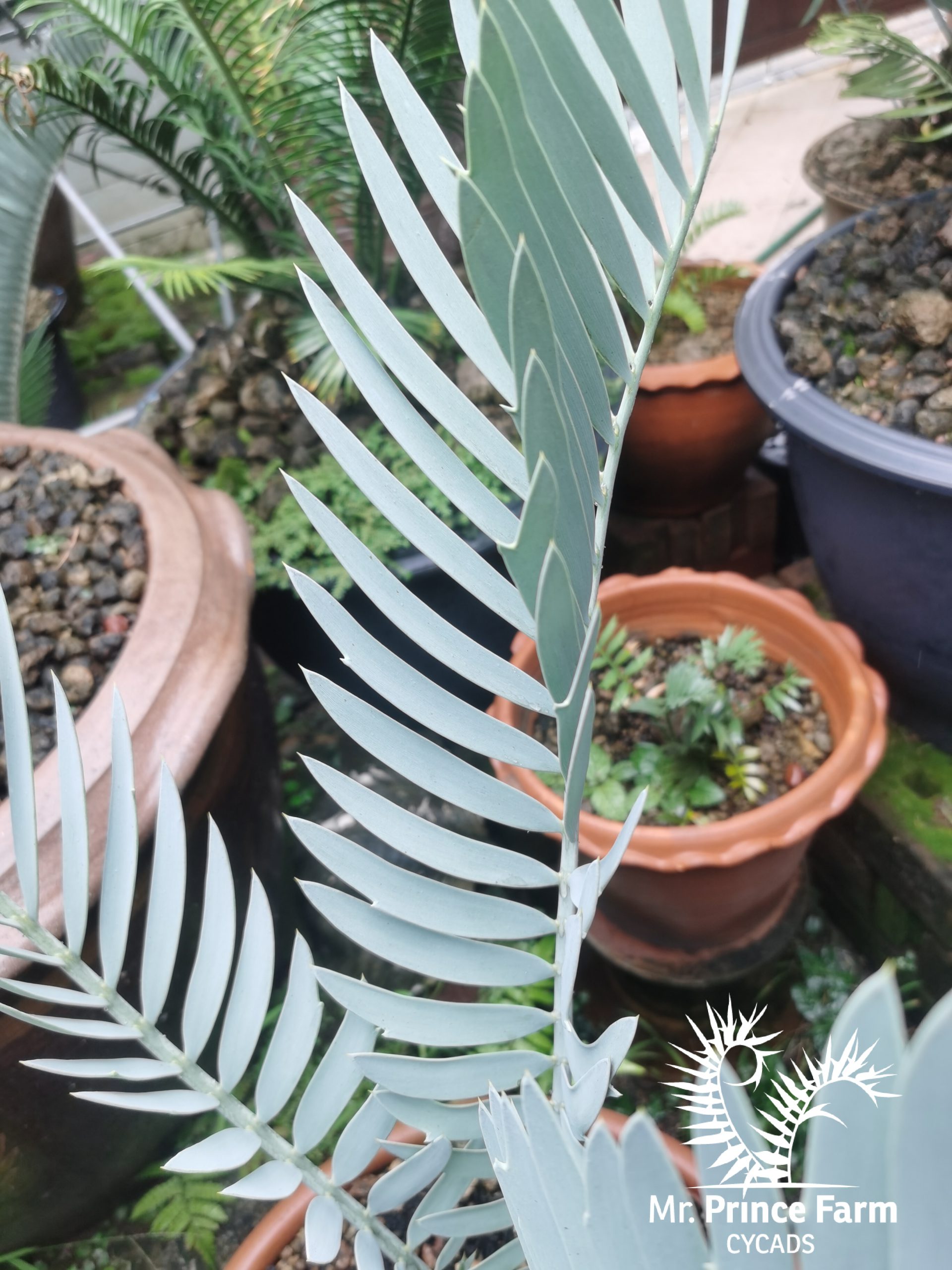 Encephalartos middelburgensis