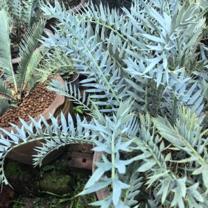horridus1